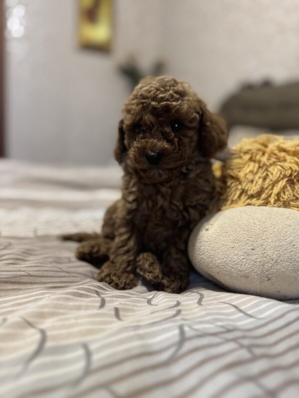 Zeus Toy Poodle Zeus Toy Poodle