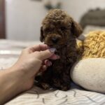 Zeus-male-toy-poodle-puppy-for-sale-1 (4)
