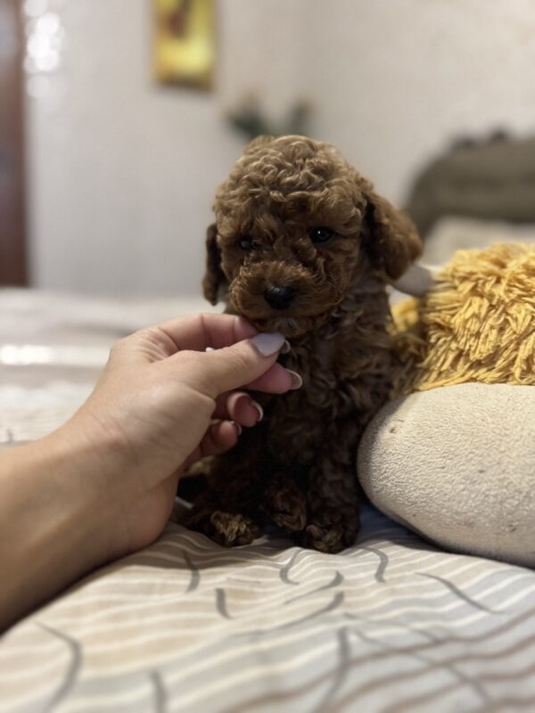 Zeus Toy Poodle Zeus Toy Poodle