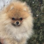 Zidane-male-pomeranian-puppy-for-sale-1 (1)