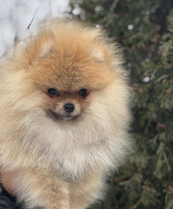 Zidane Pomeranian Zidane Pomeranian