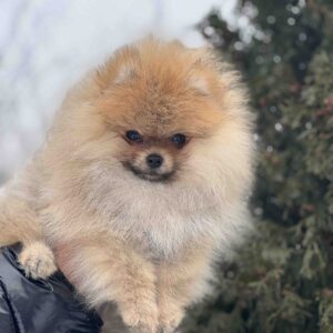 Zidane Pomeranian Zidane Pomeranian