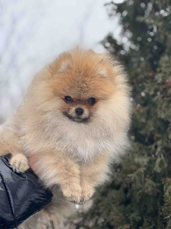 Zidane Pomeranian Zidane Pomeranian