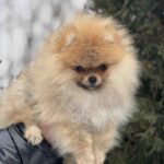 Zidane-male-pomeranian-puppy-for-sale-1 (3)