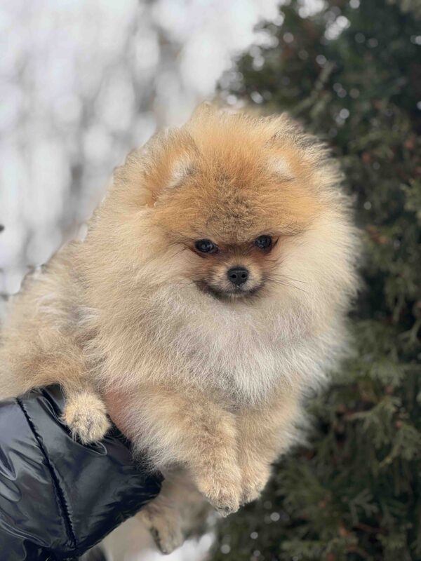 Zidane Pomeranian Zidane Pomeranian