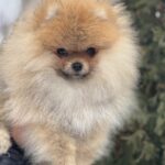 Zidane-male-pomeranian-puppy-for-sale-1 (4)