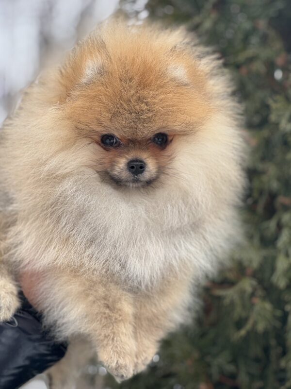 Zidane Pomeranian Zidane Pomeranian