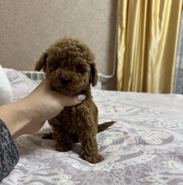 Zlata Toy Poodle Zlata Toy Poodle