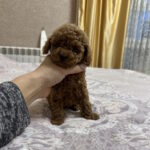 Zlata-male-toy-poodle-puppy-for-sale-1 (2)