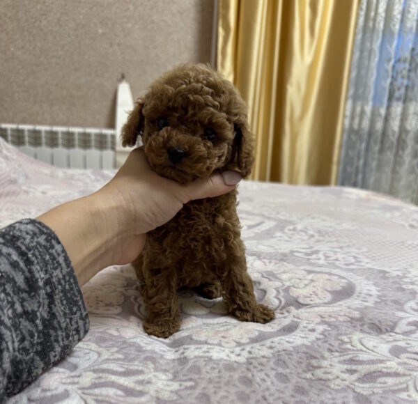Zlata Toy Poodle Zlata Toy Poodle