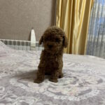 Zlata-male-toy-poodle-puppy-for-sale-1 (3)