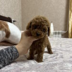 Zlata-male-toy-poodle-puppy-for-sale-1 (4)
