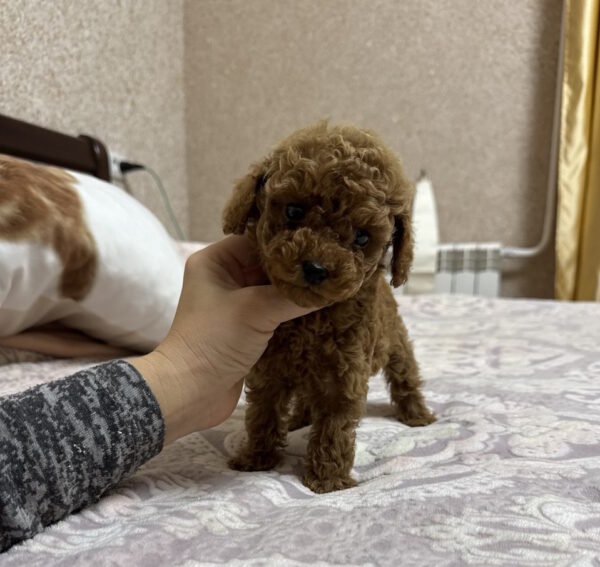 Zlata Toy Poodle Zlata Toy Poodle