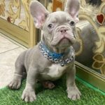 Zlatan-male-french-bulldog-puppy-for-sale-1