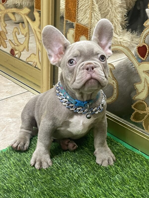 Zlatan French Bulldog Zlatan French Bulldog