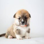 Zodiac-male-Corgi-puppy-for-sale-1