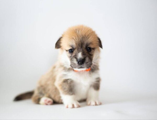 Zodiac Welsh Corgi Zodiac Welsh Corgi