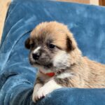 Zodiac-male-Corgi-puppy-for-sale-2