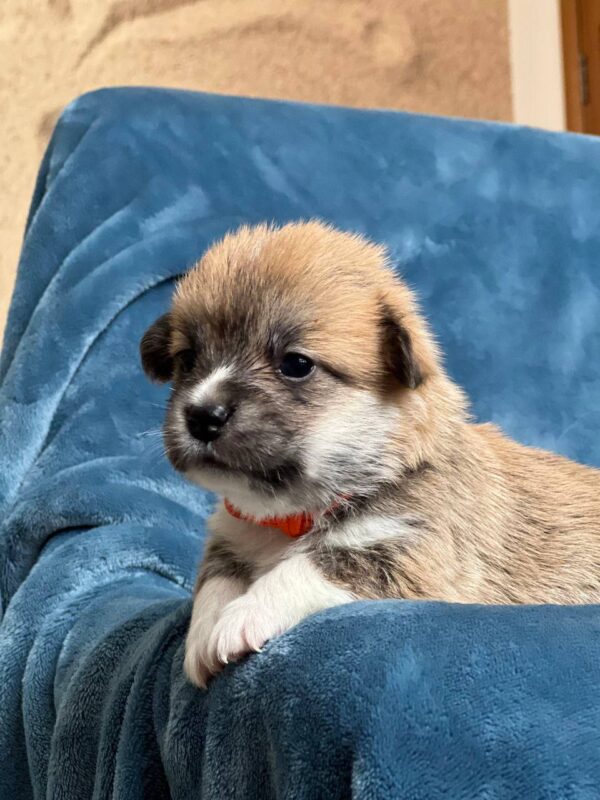 Zodiac Welsh Corgi Zodiac Welsh Corgi