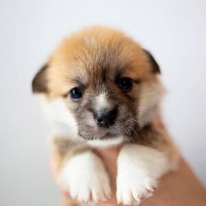 Zodiac Welsh Corgi Zodiac Welsh Corgi