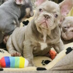 Zotik-male-french-bulldog-puppy-for-sale-1