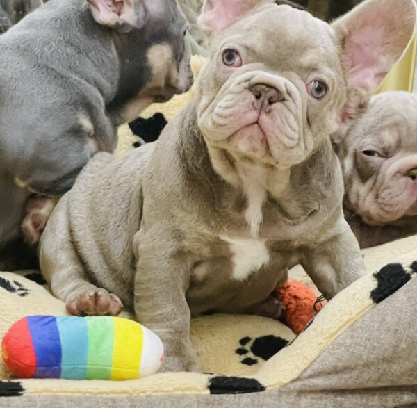 Zotik French Bulldog Zotik French Bulldog