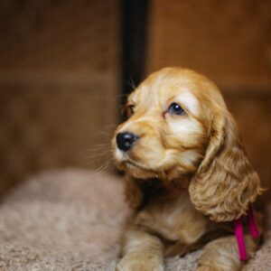 Bijou English Cocker Spaniel Bijou English Cocker Spaniel