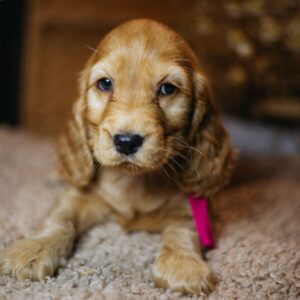 Bijou English Cocker Spaniel Bijou English Cocker Spaniel