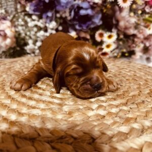 Bum Bum English Cocker Spaniel Bum Bum English Cocker Spaniel