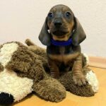 everest-male-miniature-dachsund-puppy-for-sale- (1)