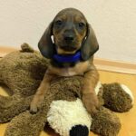 everest-male-miniature-dachsund-puppy-for-sale- (2)