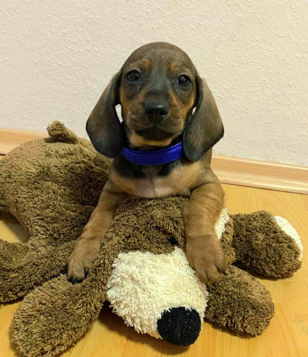 Everest Miniature Dachshund Everest Miniature Dachshund