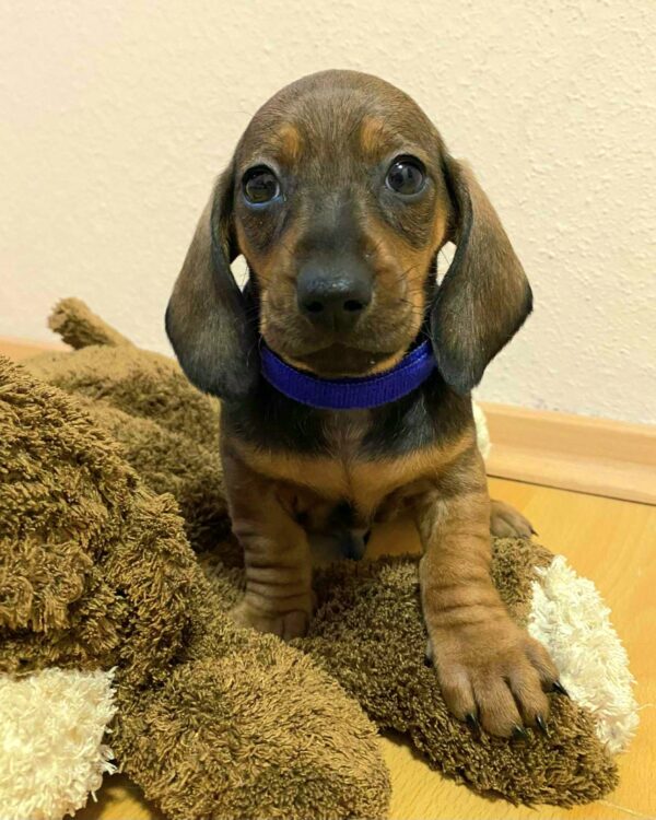 Everest Miniature Dachshund Everest Miniature Dachshund