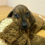 everest-male-miniature-dachsund-puppy-for-sale- (4)