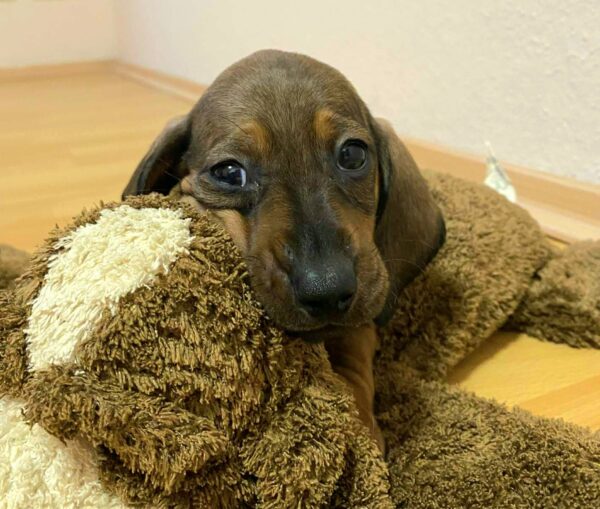 Everest Miniature Dachshund Everest Miniature Dachshund