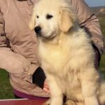 М&Мs-male-Golden-Retriever-puppy-for-sale-1