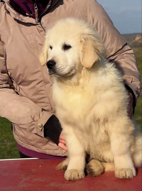 M&Ms Golden Retriever M&Ms Golden Retriever