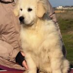 М&Мs-male-Golden-Retriever-puppy-for-sale-2