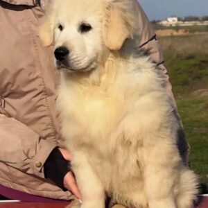 M&Ms Golden Retriever M&Ms Golden Retriever