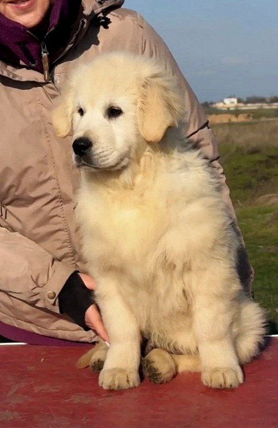 M&Ms Golden Retriever M&Ms Golden Retriever