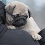 Abbat-male-pug-puppy-for-sale-1 (1)