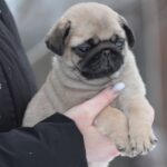Abbat-male-pug-puppy-for-sale-1 (2)
