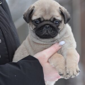 Abbat Pug Abbat Pug