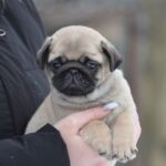 Abbat-male-pug-puppy-for-sale-1 (4)