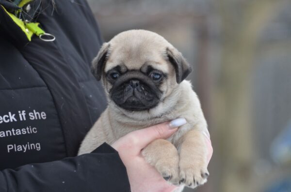 Abbat Pug Abbat Pug