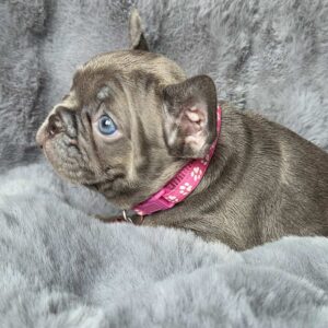 Adele French Bulldog Adele French Bulldog