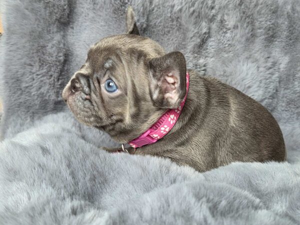 Adele French Bulldog Adele French Bulldog