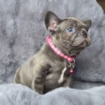Adele-female-french-bulldog-puppy-for-sale-1 (2)