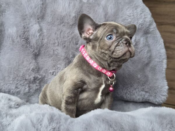 Adele French Bulldog Adele French Bulldog