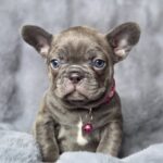 Adele-female-french-bulldog-puppy-for-sale-1 (3)